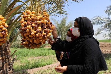 Récolte des dattes à Shushtar