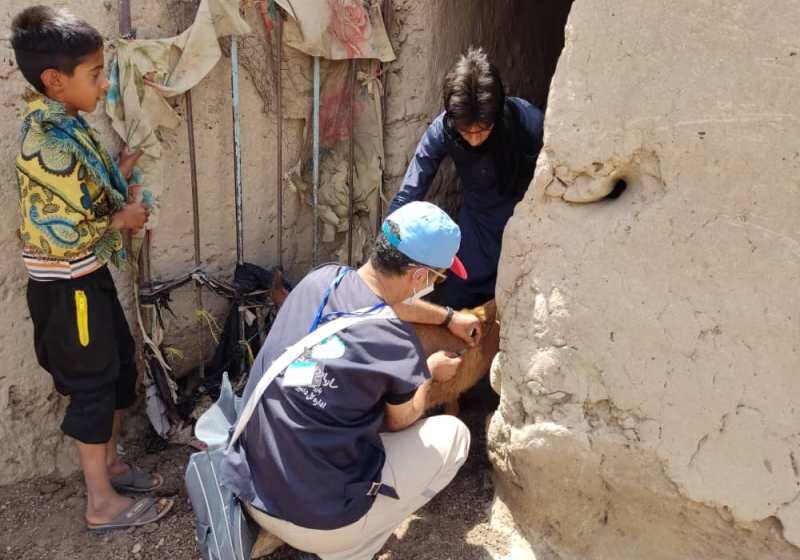 دامپزشکی استان مرکزی در قالب طرح نذر آب ۱۵ هزار دام را درمان کرد