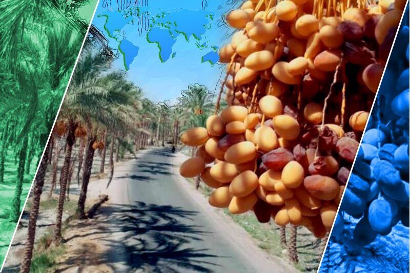 Iran dates valuable product to be exported