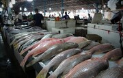 قرارداد اجاره غرفه داران بازار ماهی کیش تمدید شد