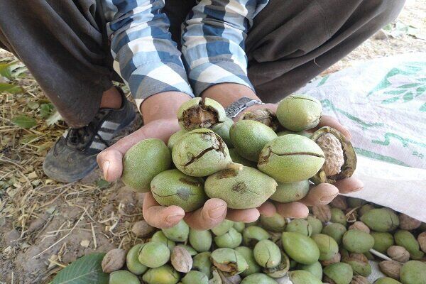 هشدار به سارقان گردو در بافت/ دادستان:مغازه‌داران به فروش مال مسروقه متهم نشوند