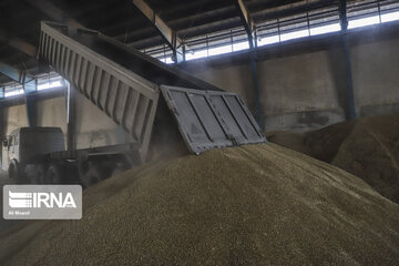 خرید تضمینی گندم در مهاباد ۲۰ درصد افزایش یافت