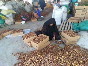 هشت هزار نفر روزانه در ایرانشهر مشغول برداشت و فرآوری خرما هستند