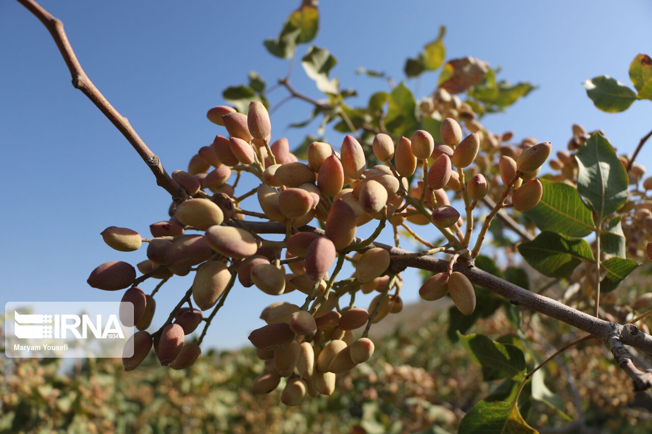 تولید پسته در خور و بیابانک ۹۰ درصد کاهش داشته است