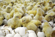 حجم جوجه‌ریزی برای تولید مرغ در تربت‌جام افزون بر دو برابر شد