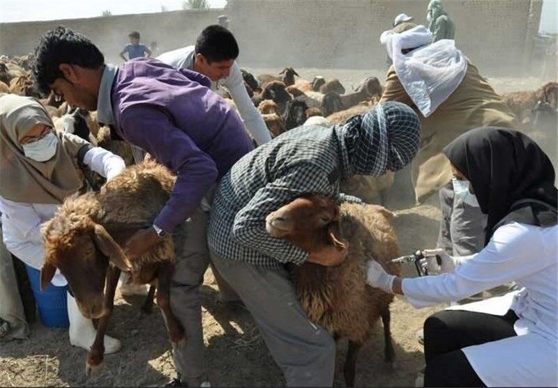 ۱۰۰ هزار راس دام در شازند علیه بیماری تب برفکی ایمن سازی شدند