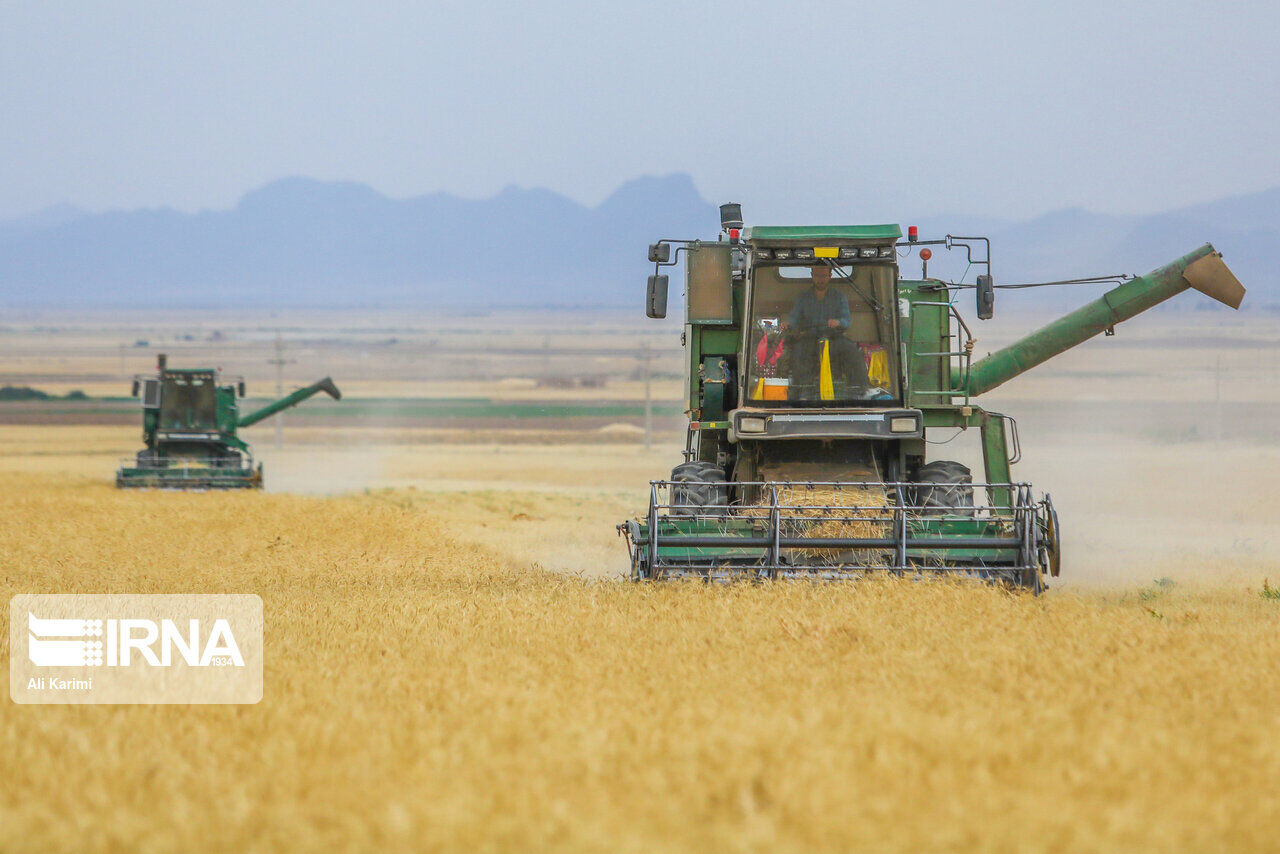 خشکسالی ۳۰ هزار میلیارد ریال به مزارع گندم و جو گلستان خسارت زد