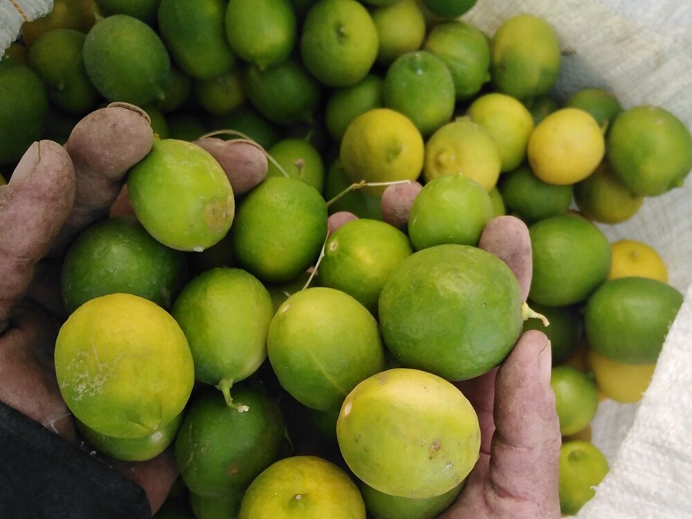 ۶ هزار تن لیمو ترش در سیستان و بلوچستان برداشت شد