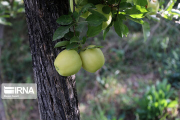 Récolte de pommes dans la province d’Azerbaïdjan de l’est