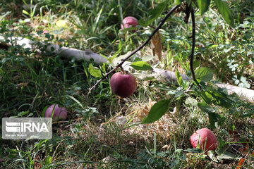 Récolte de pommes dans la province d’Azerbaïdjan de l’est