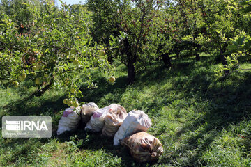 Récolte de pommes dans la province d’Azerbaïdjan de l’est