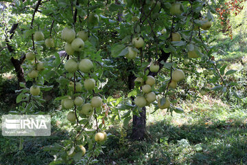 Récolte de pommes dans la province d’Azerbaïdjan de l’est