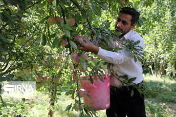 Récolte de pommes dans la province d’Azerbaïdjan de l’est