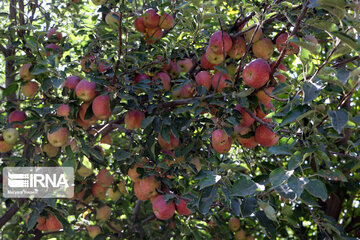 Récolte de pommes dans la province d’Azerbaïdjan de l’est