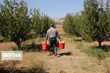 Récolte de pommes dans la province d’Azerbaïdjan de l’est