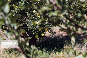 Récolte de pommes dans la province d’Azerbaïdjan de l’est