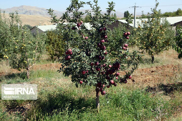 Récolte de pommes dans la province d’Azerbaïdjan de l’est