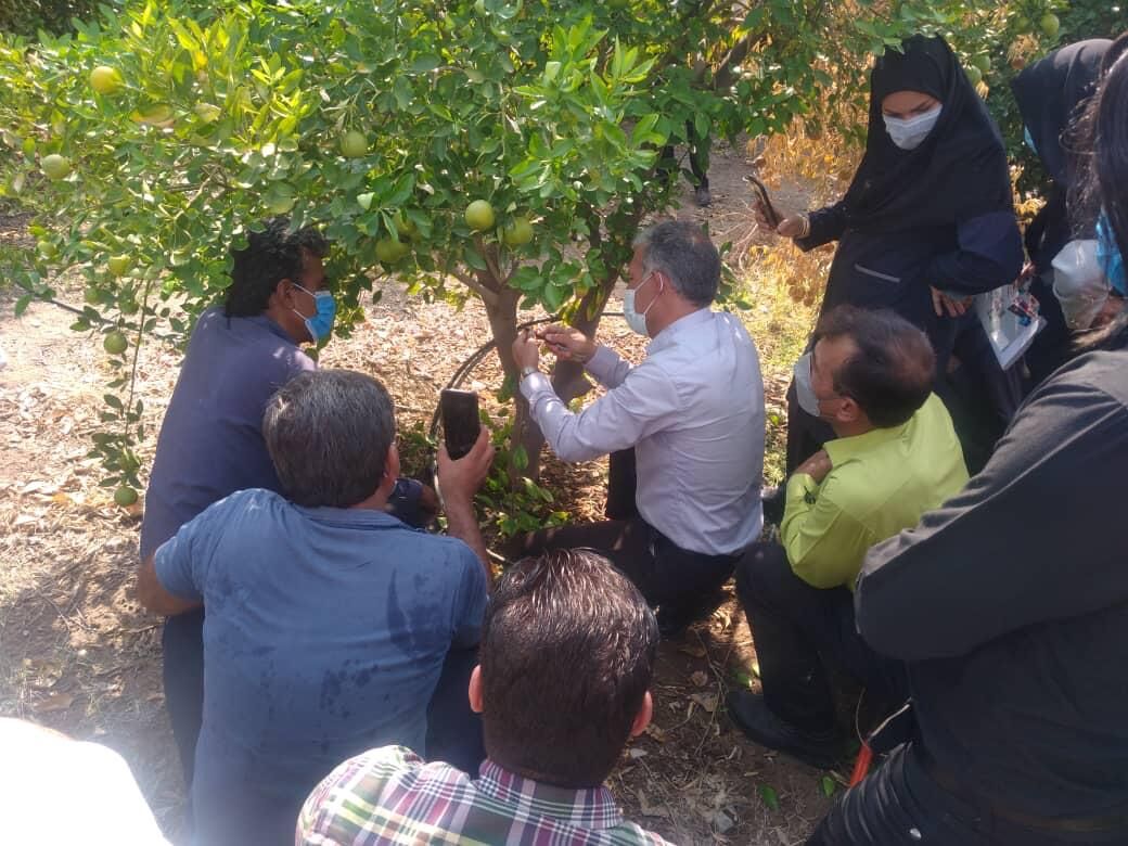 پیوند اتصالی مرکبات در جنوب کرمان آموزش داده شد