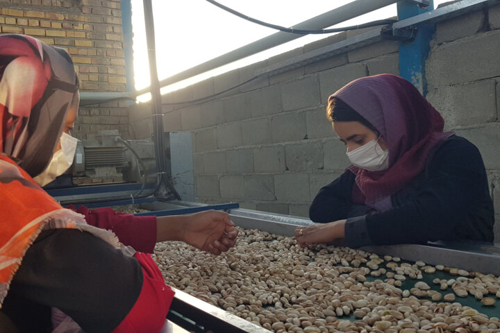 انتظارات باغداران قطب تولید پسته کشور در سفر رئیس جمهوری به سمنان