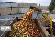 بیش از ۲۶۱ تن سیب صنعتی در آذربایجان غربی خریداری شد