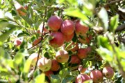توسعه باغداری و افزایش تولید سیب در بخش لاریجان آمل