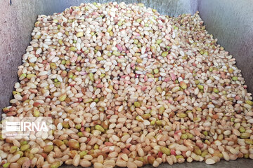 El procesamiento de pistachos en Damqán 