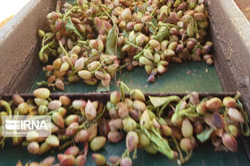 El procesamiento de pistachos en Damqán 