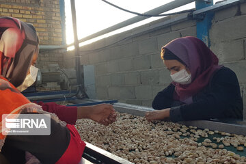 El procesamiento de pistachos en Damqán 