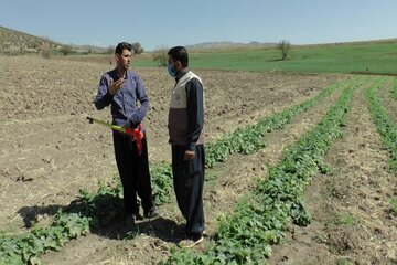 طرح "بسیج جهش تولید" در ۹ هزار هکتار از اراضی کشاورزی سردشت اجرا شد