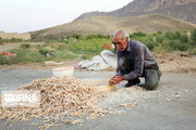 ۱۳۵ هزار خانوار روستایی آذربایجان‌غربی تحت پوشش بیمه اجتماعی هستند