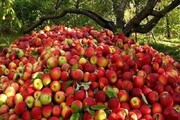 ۵۰۰ میلیارد ریال از مطالبات سیب صنعتی در آذربایجان غربی پرداخت شد