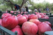 رییس جهاد کشاورزی استان: ۶۸۰ هزار تن سیب در آذربایجان‌شرقی برداشت شد