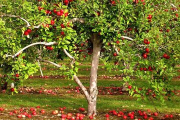 لبخند رضایت باغداران آذربایجان‌غربی با خرید تضمینی سیب صنعتی 