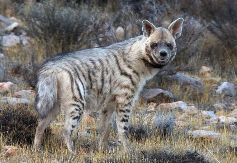 خرافات، بلای جان حیات‌ وحش