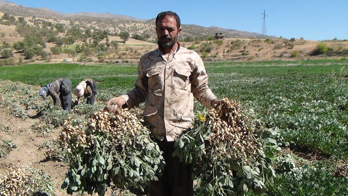 تجربه اولین برداشت بادام زمینی در سروآباد