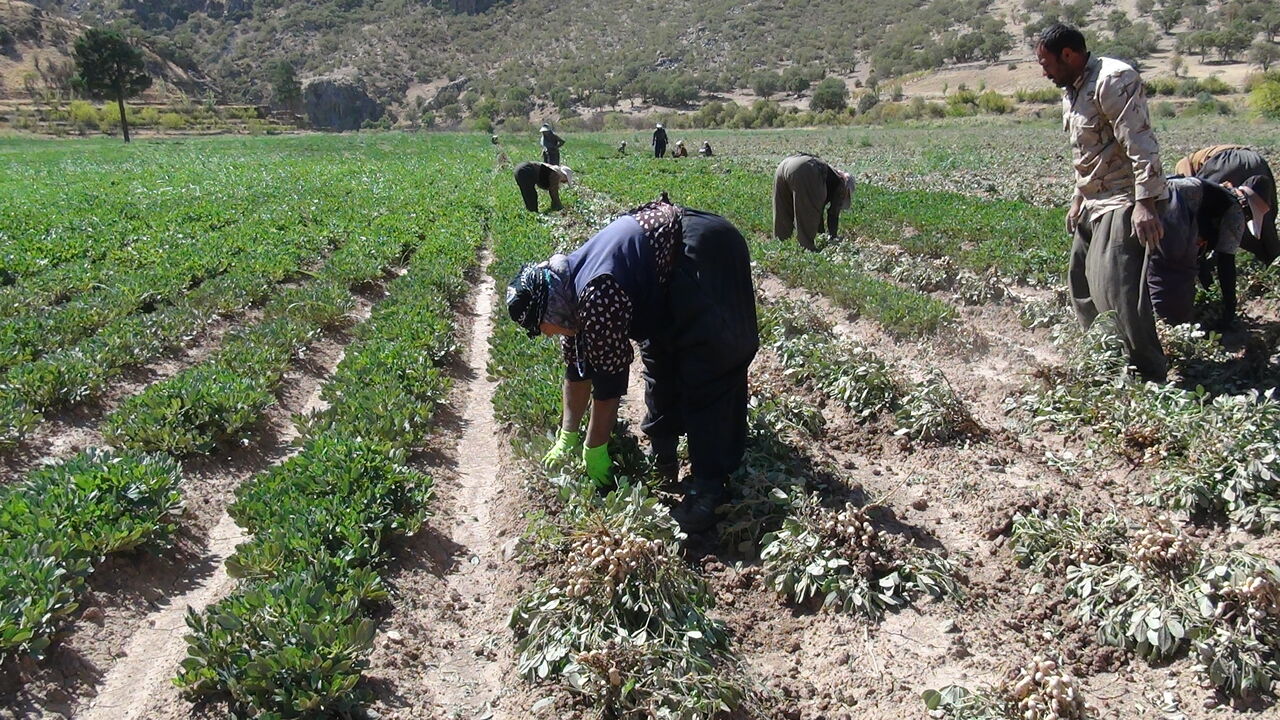 کمبود کارگر فصلی در استانی با نرخ بالای بیکاری