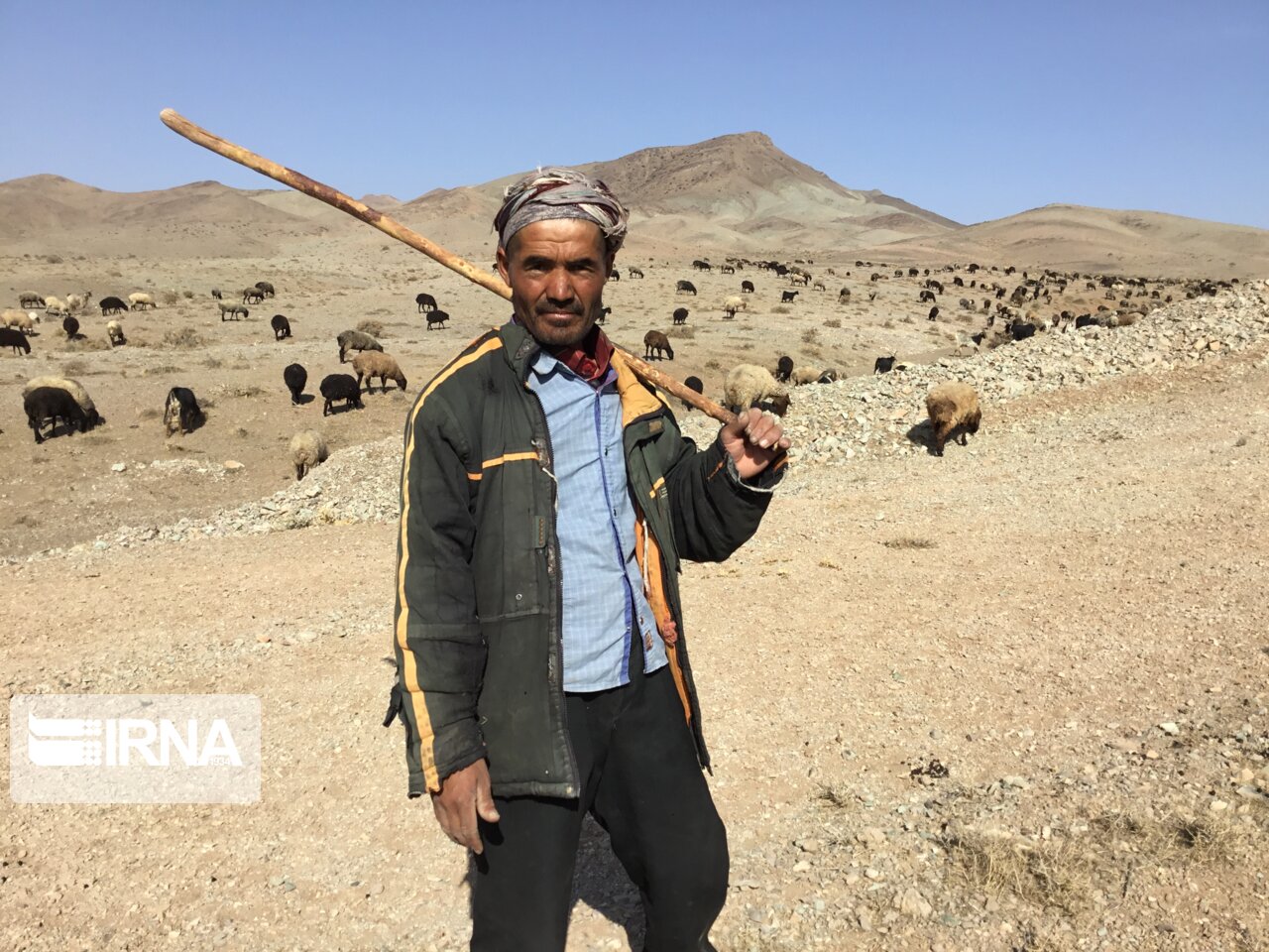 هماهنگی برای صادرات دام مازاد عشایر استان مرکزی در حال انجام است