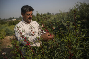 برداشت محصول چای قرمز روستای علوه