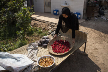 برداشت محصول چای قرمز روستای علوه