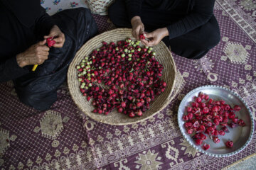 برداشت محصول چای قرمز روستای علوه