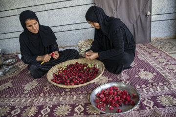 برداشت محصول چای قرمز روستای علوه