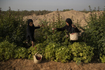 برداشت محصول چای قرمز روستای علوه