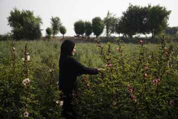 برداشت محصول چای قرمز روستای علوه