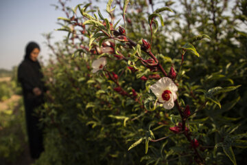 برداشت محصول چای قرمز روستای علوه