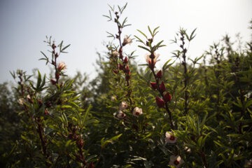 برداشت محصول چای قرمز روستای علوه