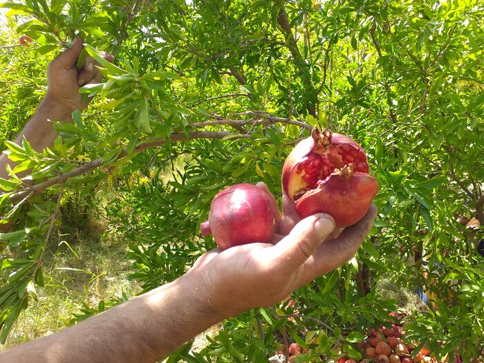 یاقوت کوشک؛ گنجی که باید کشف شود