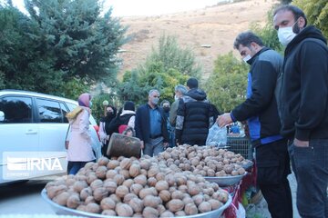 Halhal Ceviz Festivali