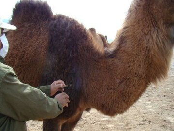 ۶۰ درصد از دام قشم واکسینه شد