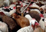 تعادل بازار گوشت؛ با رفع ممنوعیت ورود دام زنده از استان‌های غربی به تهران 