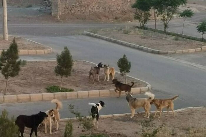 پایان جولان سگ‌های خیابانی در بوشهر